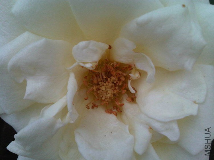 IMG05777-20130524-1159.jpg