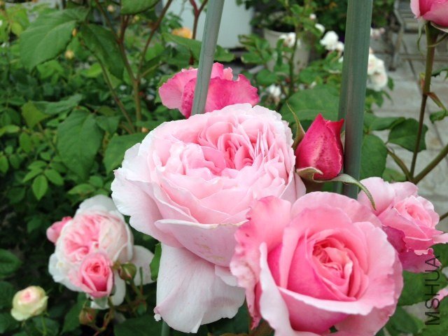 n11.JPG