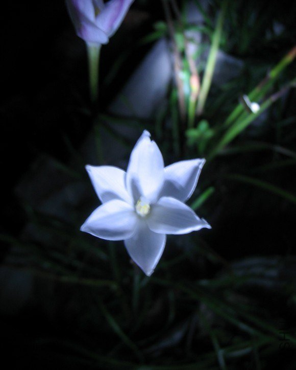 Cooperia herbertiana.jpg