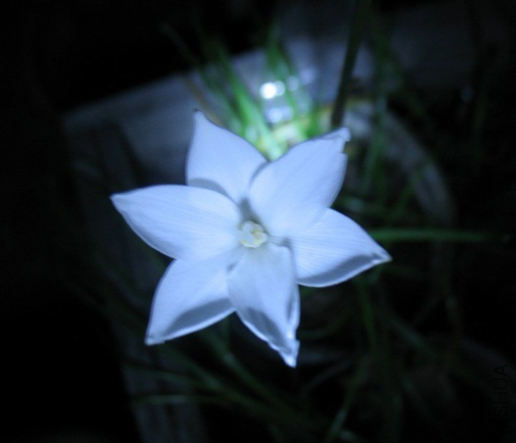 Cooperia herbertiana1.jpg