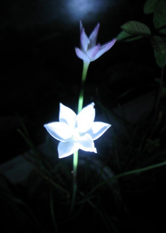 Cooperia herbertiana2.jpg