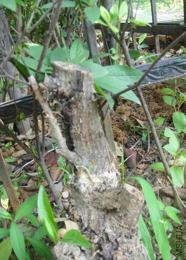 ����������ڳ�����,������