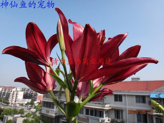 nEO_IMG_DSC07450.jpg