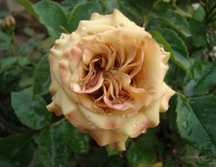 QQ��ͼ20130525101434.jpg