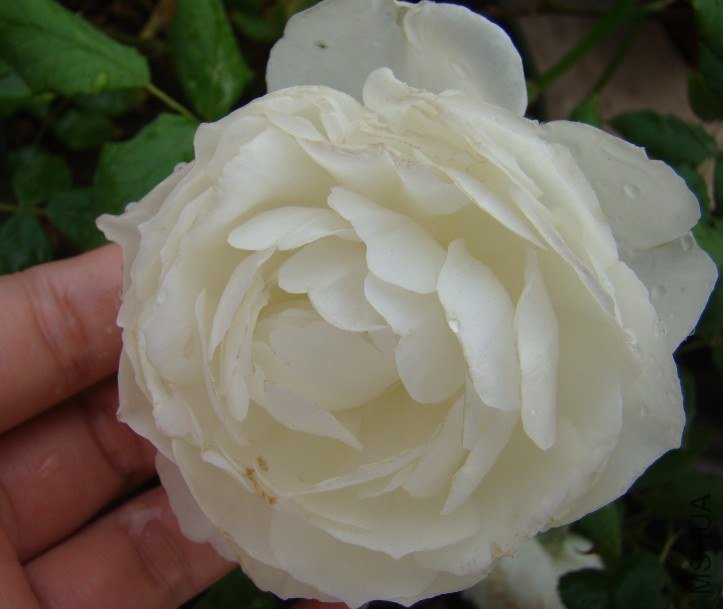QQ��ͼ20130525102028.jpg