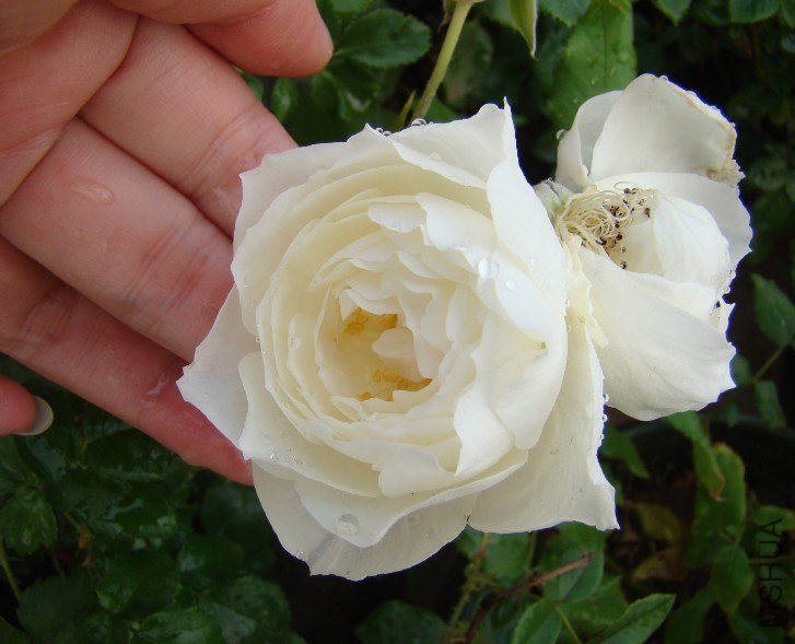 QQ��ͼ20130525102036.jpg