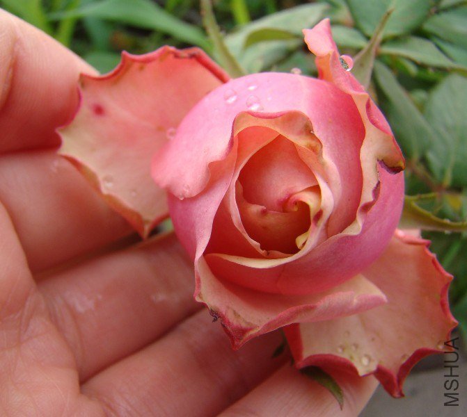 QQ��ͼ20130525102933.jpg