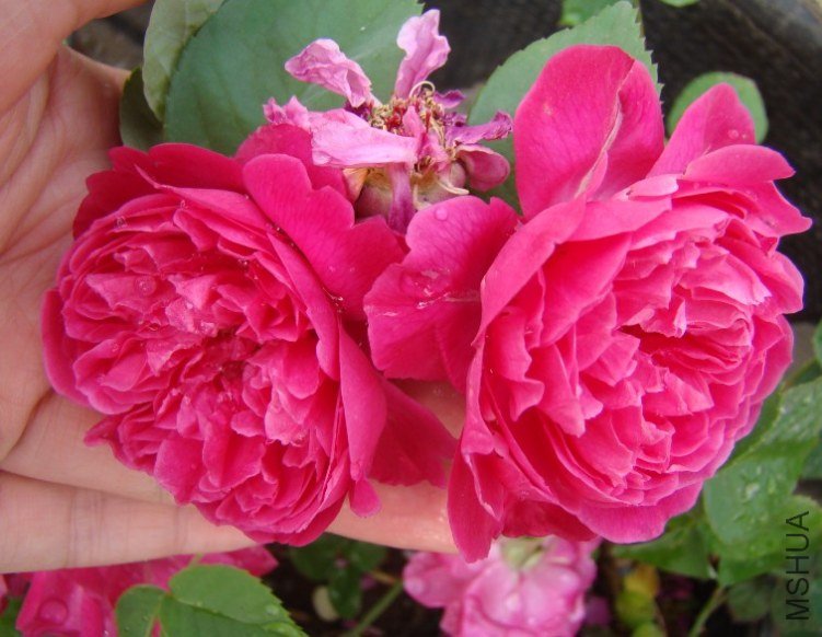 QQ��ͼ20130525103002.jpg