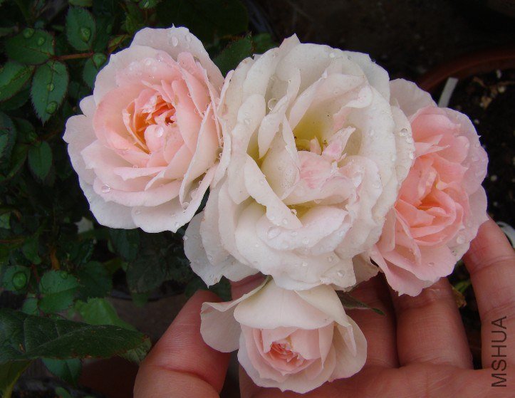 QQ��ͼ20130525103020.jpg
