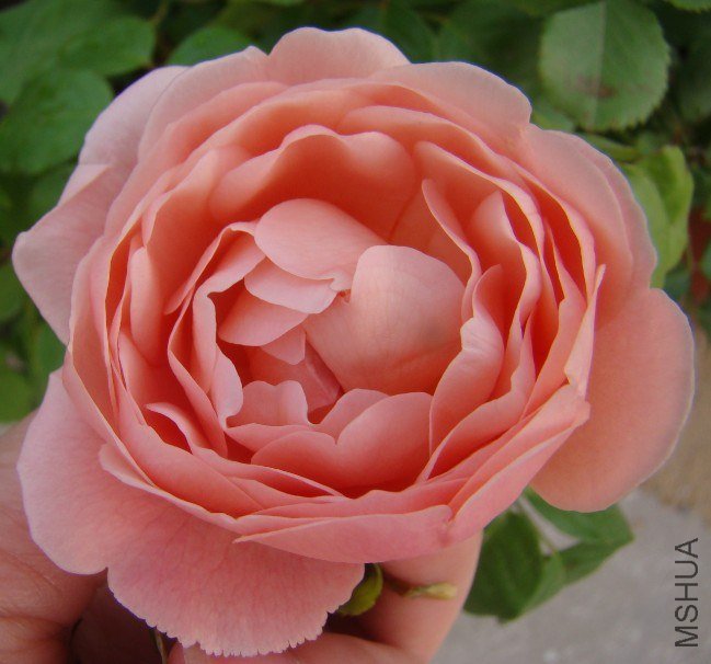 QQ��ͼ20130525103207.jpg