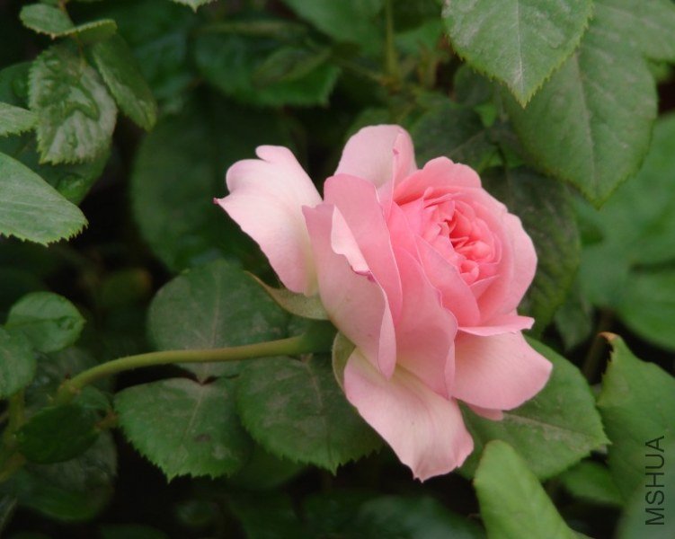 QQ��ͼ20130525101122.jpg