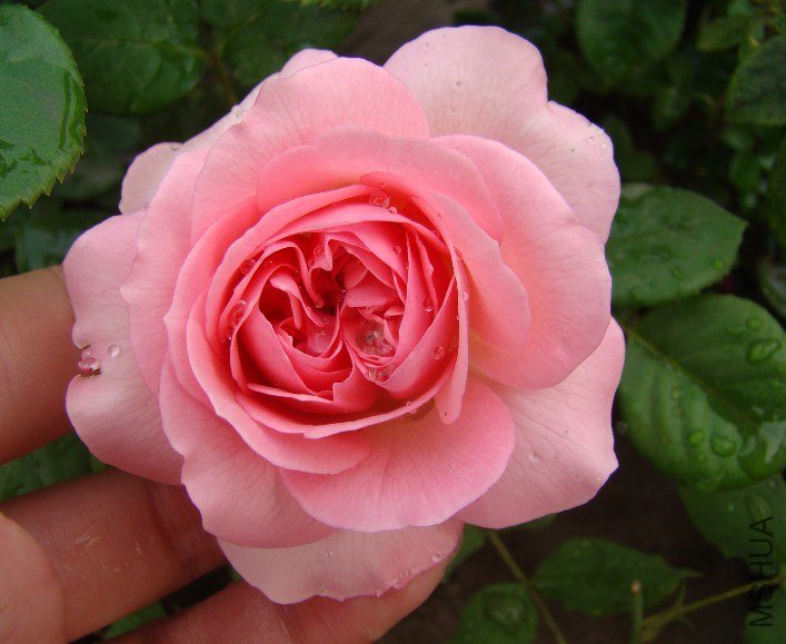 QQ��ͼ20130525102920.jpg