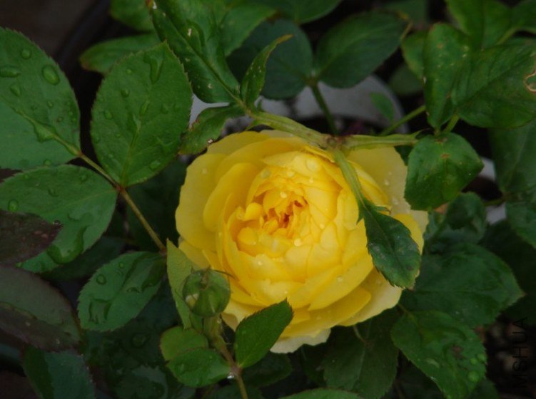 QQ��ͼ20130525103136.jpg