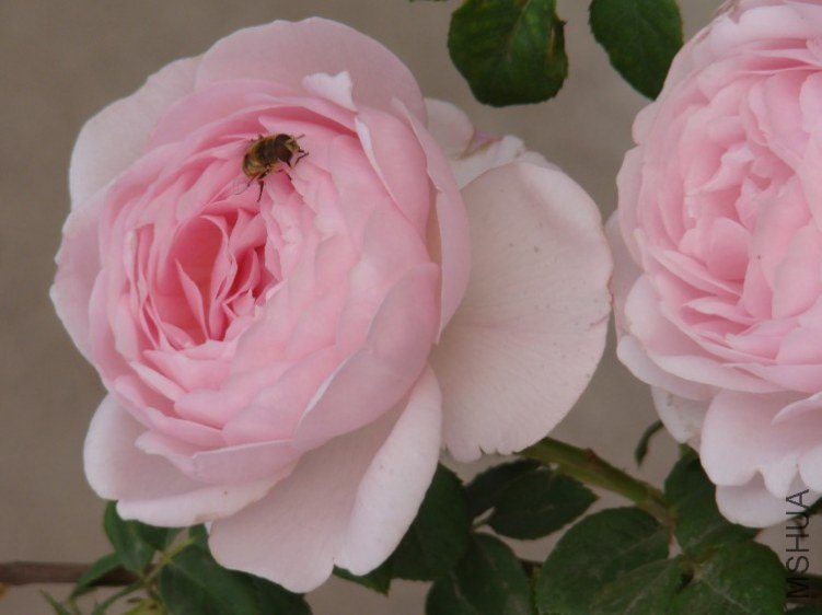 QQ��ͼ20130525094726.jpg