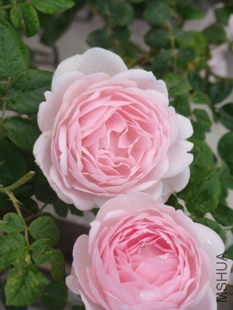 QQ��ͼ20130525103401.jpg