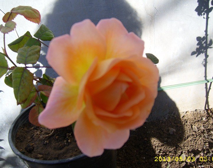 STP64951_����.jpg