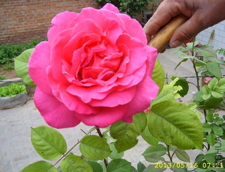 STP65006_����.jpg