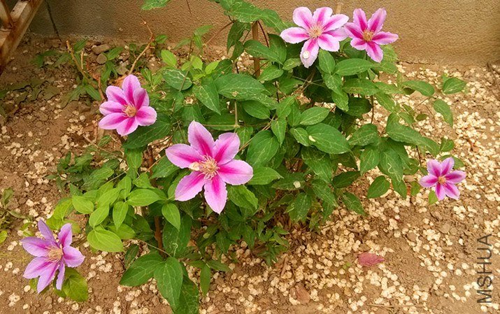 ³��˹����ʿ