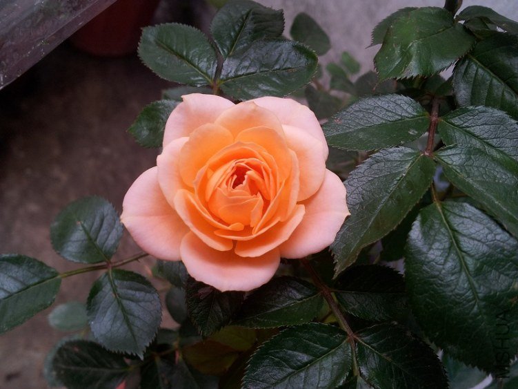 20130517_081526.jpg