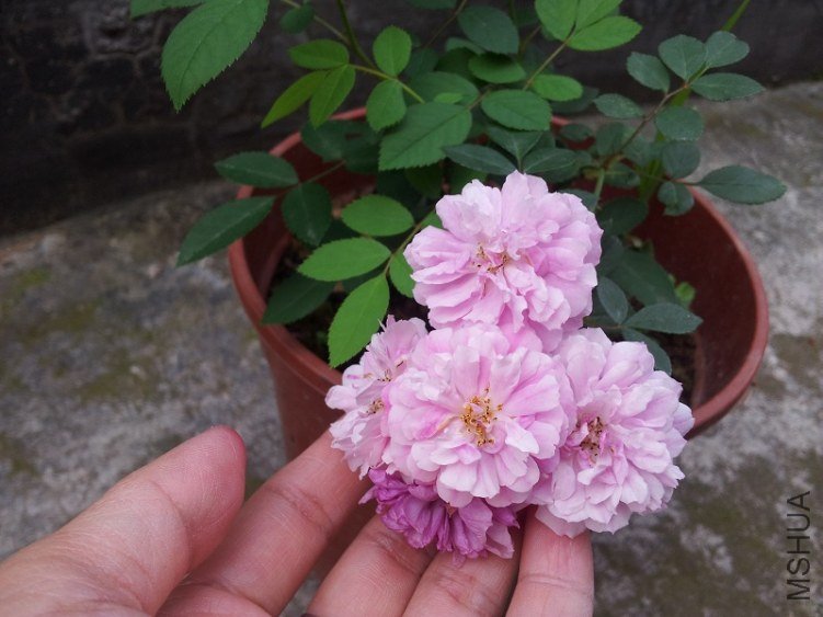 20130525_085801.jpg