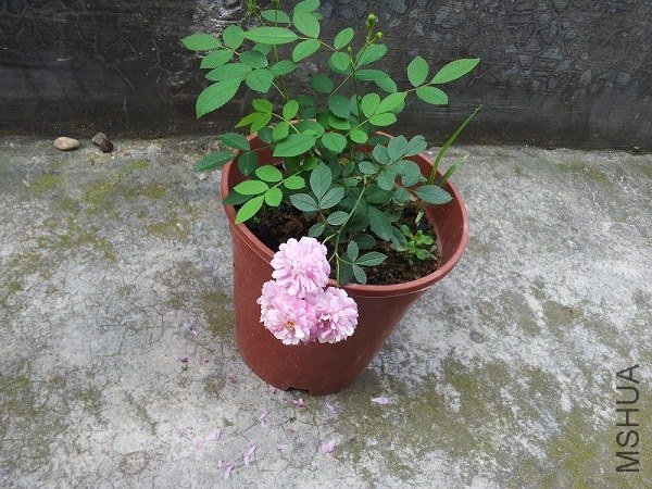 20130525_085821.jpg