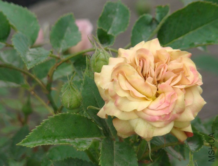 QQ��ͼ20130526120949.jpg