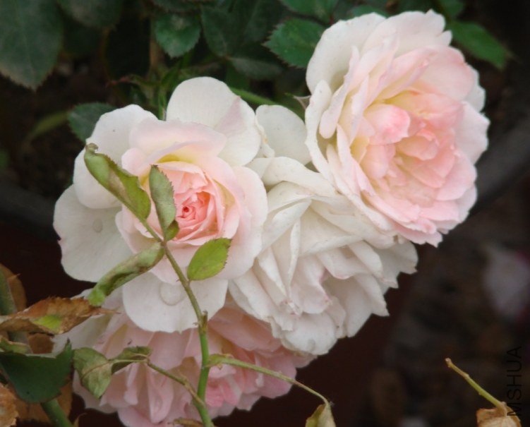 QQ��ͼ20130526121114.jpg