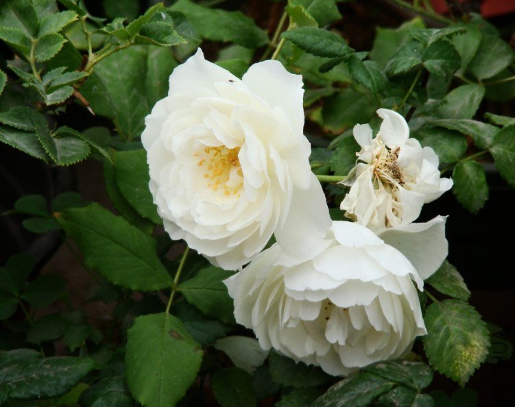 QQ��ͼ20130526121751.jpg