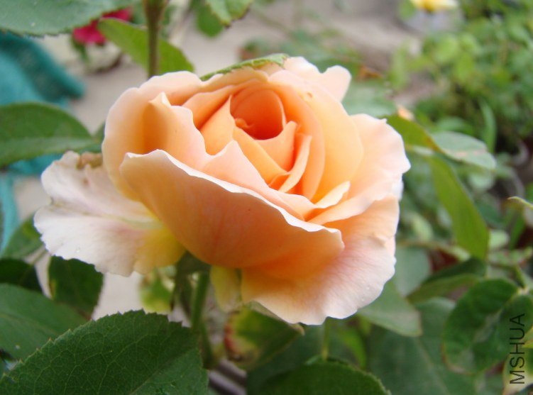 QQ��ͼ20130526121229.jpg