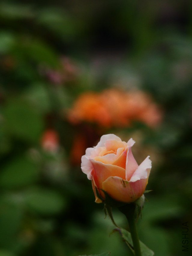 QQ��ͼ20130526121527.jpg