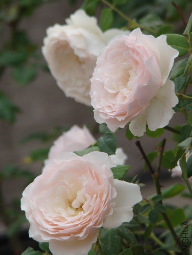 QQ��ͼ20130526121252.jpg
