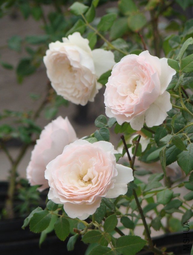 QQ��ͼ20130526121301.jpg