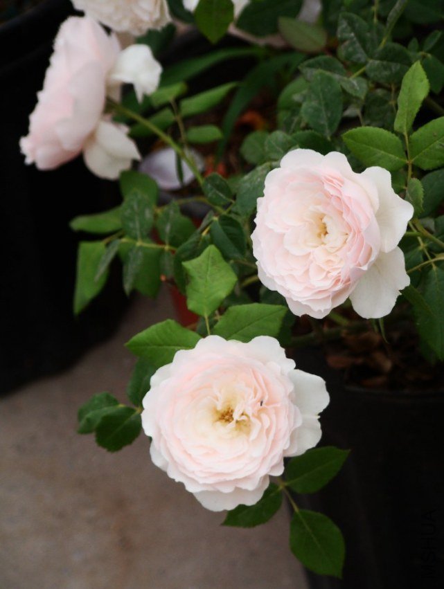 QQ��ͼ20130526121629.jpg