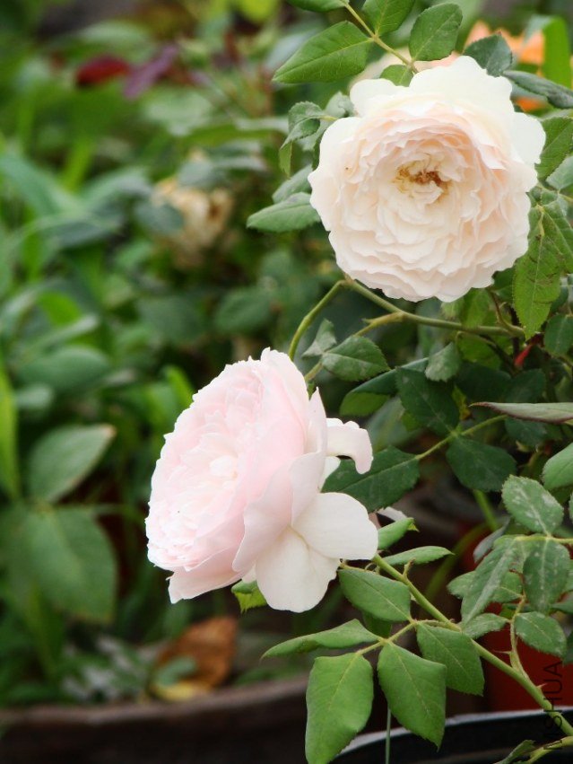 QQ��ͼ20130526121645.jpg