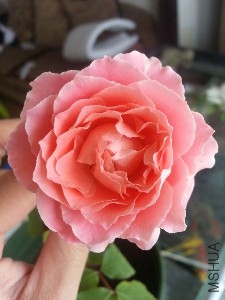 20130523_121336_�༭_�༭.jpg