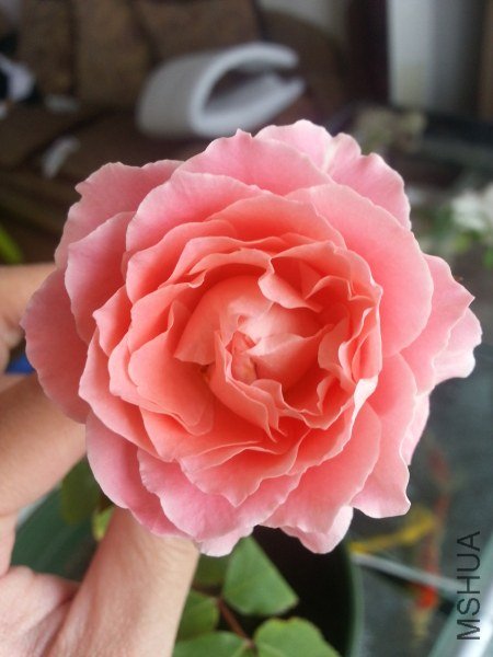 20130523_121335_�༭_�༭.jpg