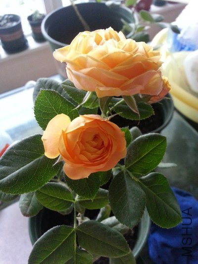 20130524_182505_�༭.jpg