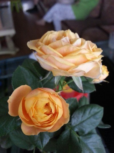 20130524_182532_�༭.jpg