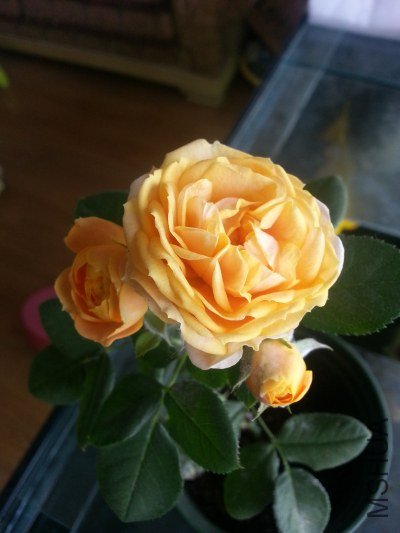 20130523_121626_�༭.jpg