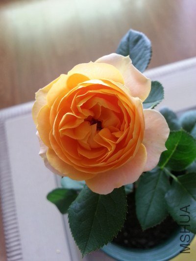 20130517_124224_�༭.jpg