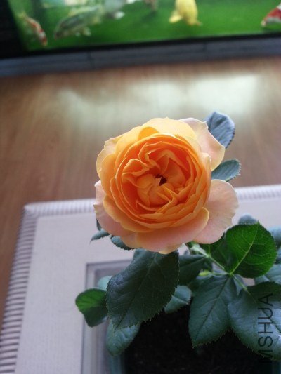20130517_124232_�༭.jpg