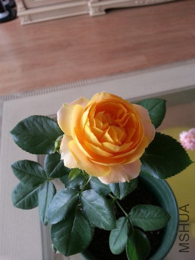20130517_124239_�༭.jpg