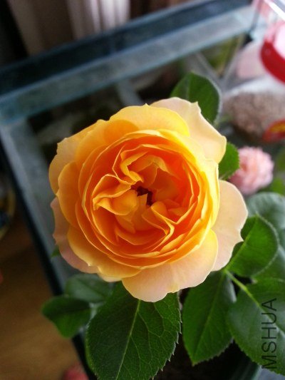20130517_124344_�༭.jpg