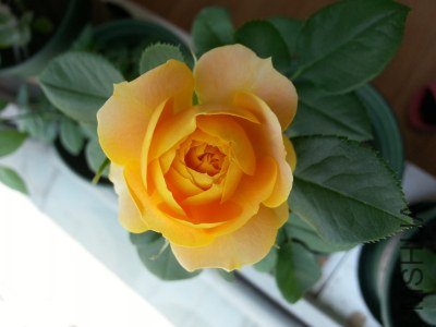 20130516_124807_�༭.jpg