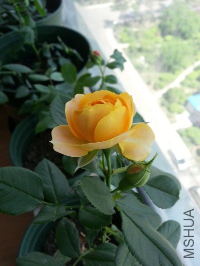 20130516_124825(0)_�༭.jpg