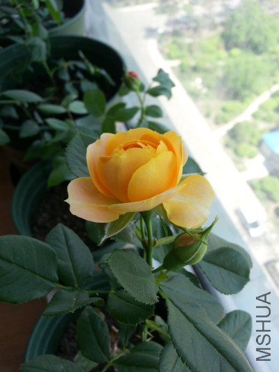 20130516_124825_�༭.jpg