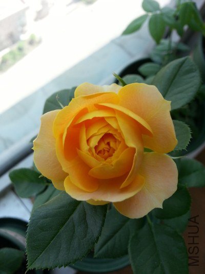 20130516_124838_�༭.jpg