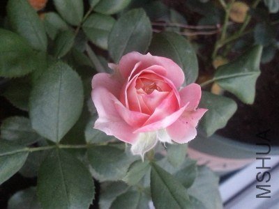 20130521_190630.jpg