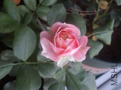 20130521_190631.jpg