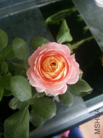 20130523_121210.jpg